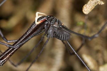 Media type: image;   Invertebrate Zoology 29269